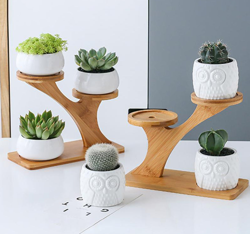 Succulent Pots & Bamboo Shelf-KWB Lifestyle