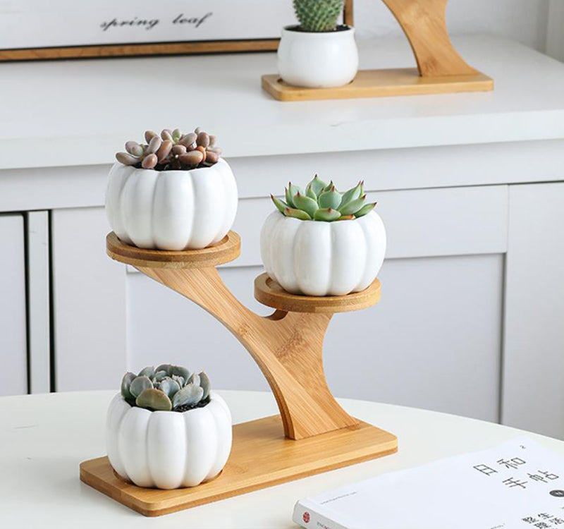 Succulent Pots & Bamboo Shelf-KWB Lifestyle