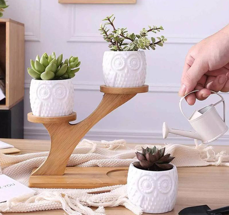 Succulent Pots & Bamboo Shelf-KWB Lifestyle