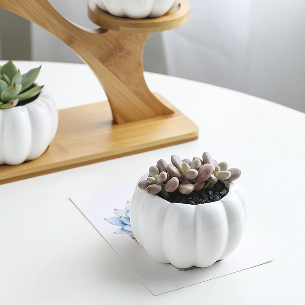 Succulent Pots & Bamboo Shelf-KWB Lifestyle