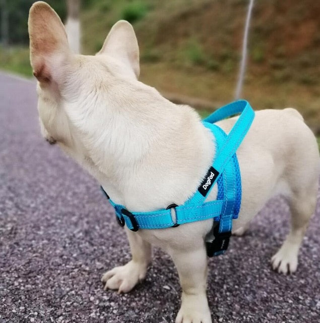 Hug Your Pup: The Adjustable Dog Harness-KWB Lifestyle