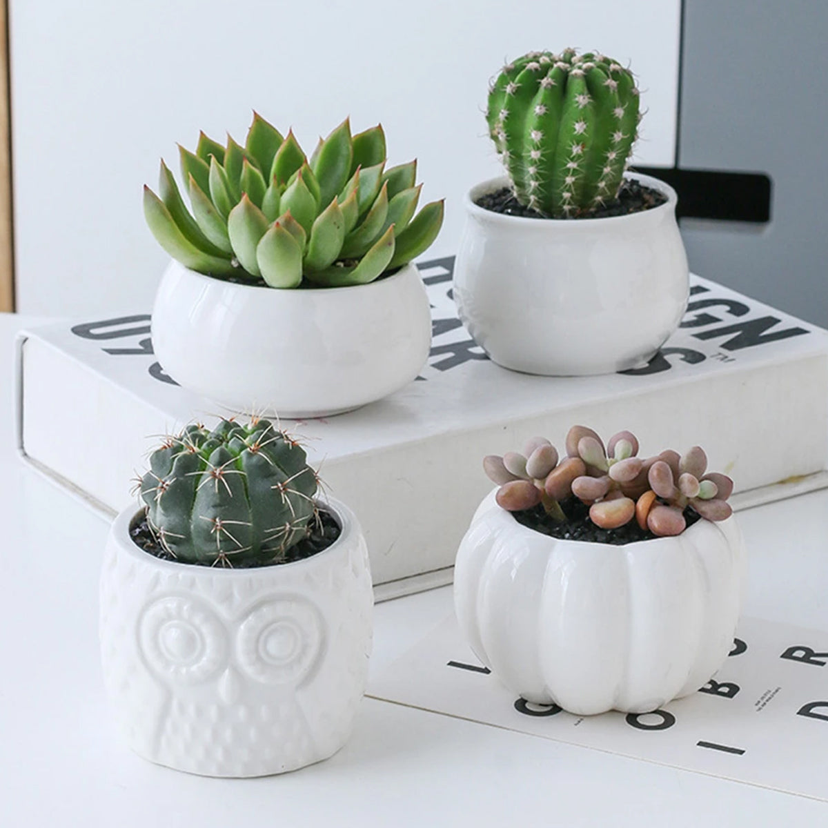 Succulent Pots & Bamboo Shelf-KWB Lifestyle